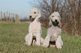 BEDLINGTON TERRIER 170